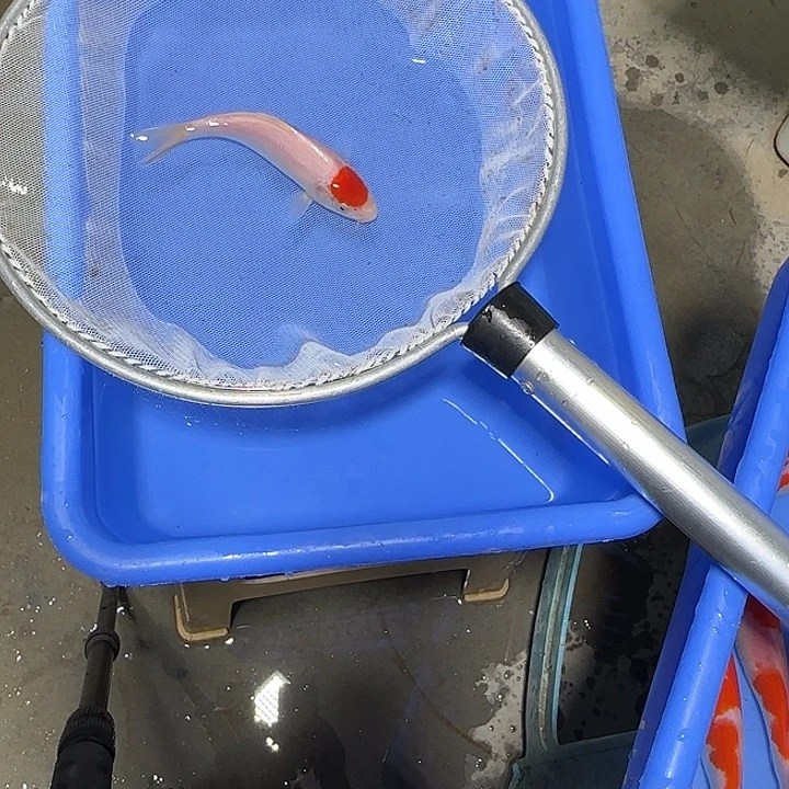 虎***兄锦鲤武尚锦鲤4号订单