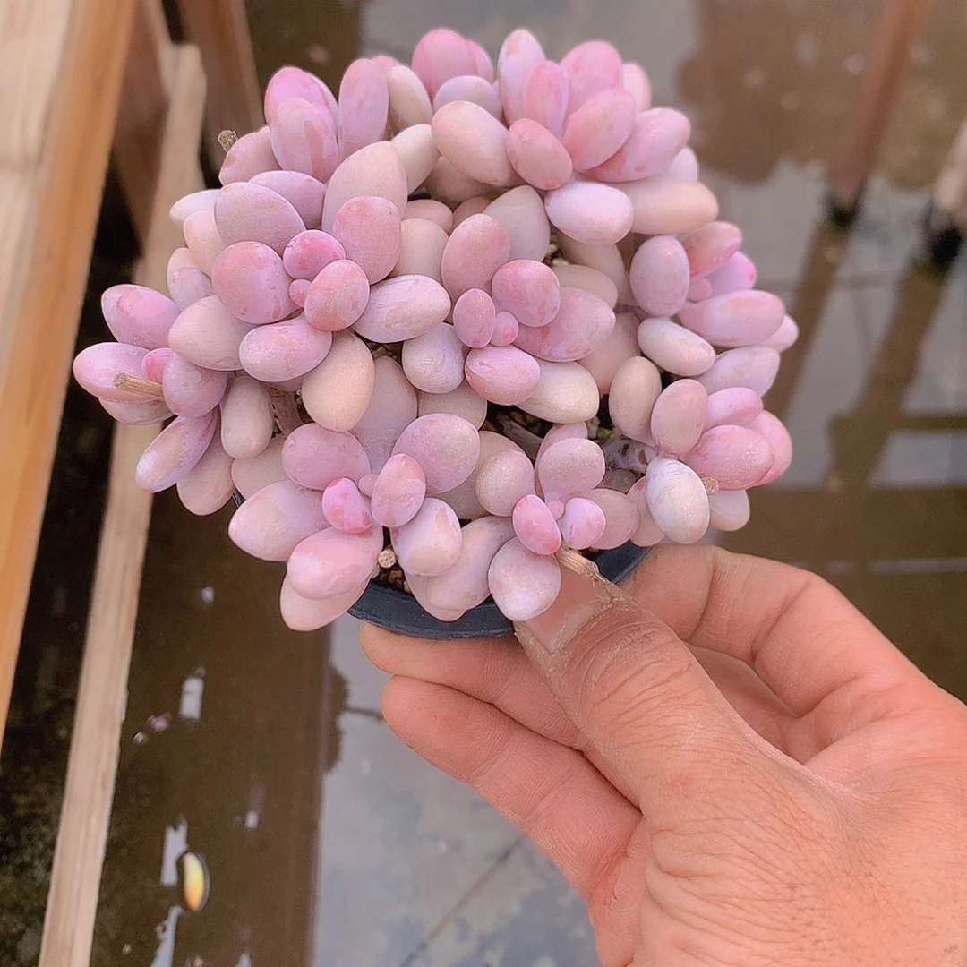 桃蛋多肉一物一拍