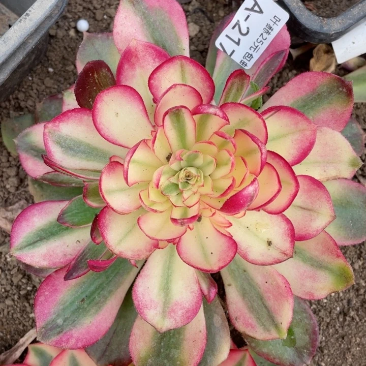 217荔枝多肉12345678