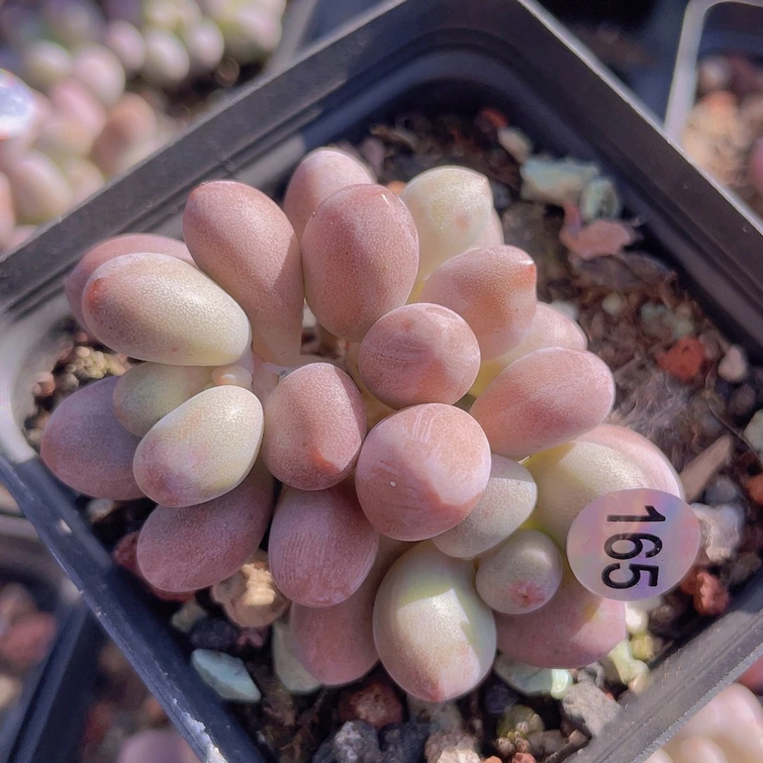 奶尖 桃花奶 仙子奶酪