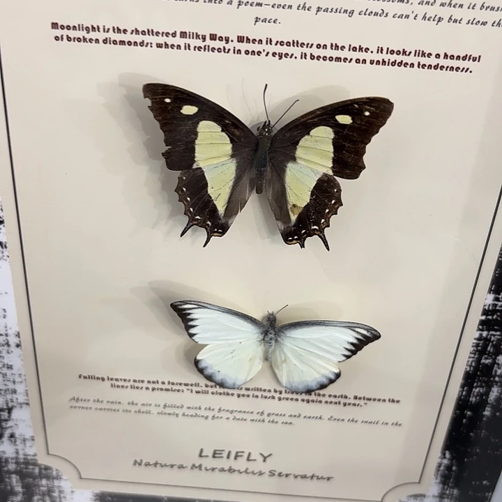 s***i蝴蝶标本定制070@