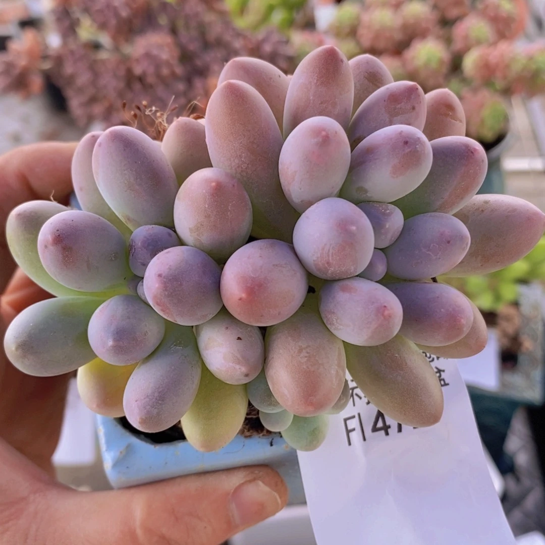 汤圆9cm472多肉植物