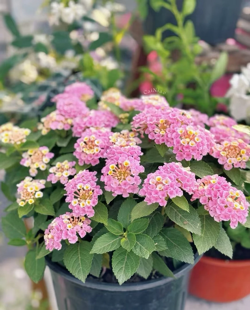 (五色梅)马缨丹,带花苞耐热耐旱多年生室外庭院植物,云南昆明发货