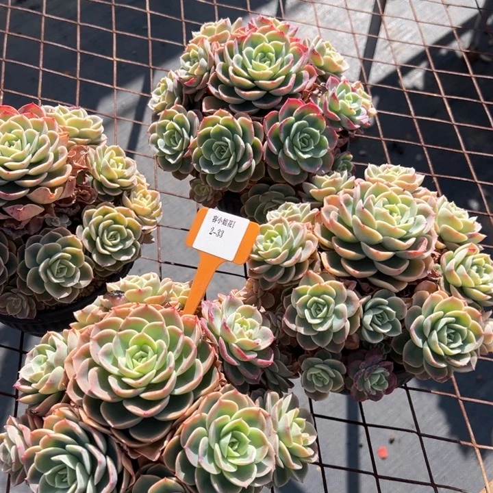 2.33哈蜜瓜一个脱土