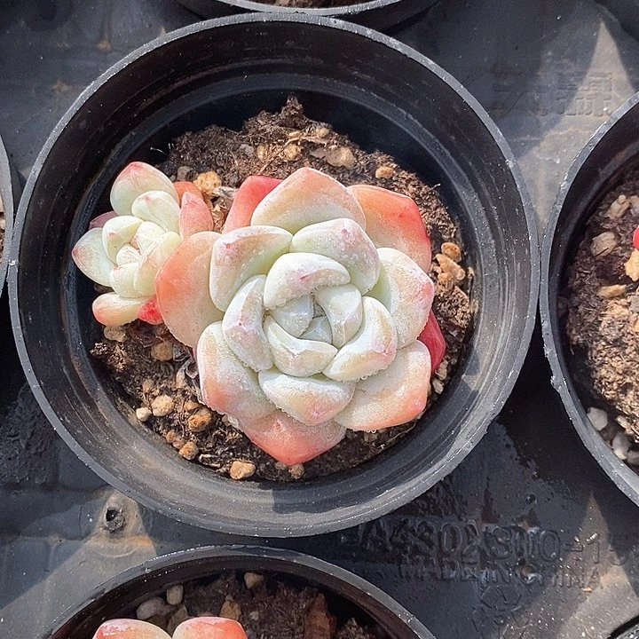 05冰玉双头 福利多多