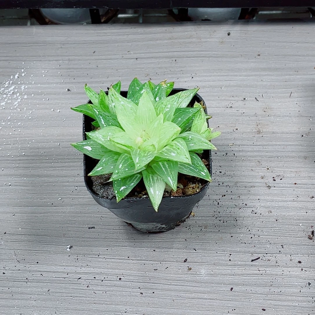 白砂糖玉露一勿一拍