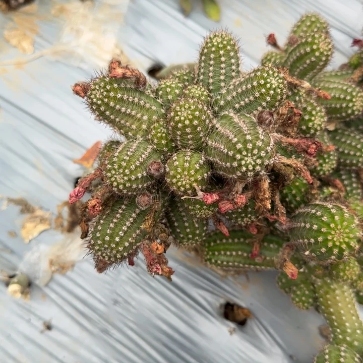 小*白檀仙人掌279白檀818