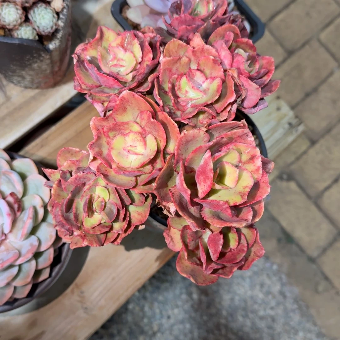 包菜锦多肉植物链接