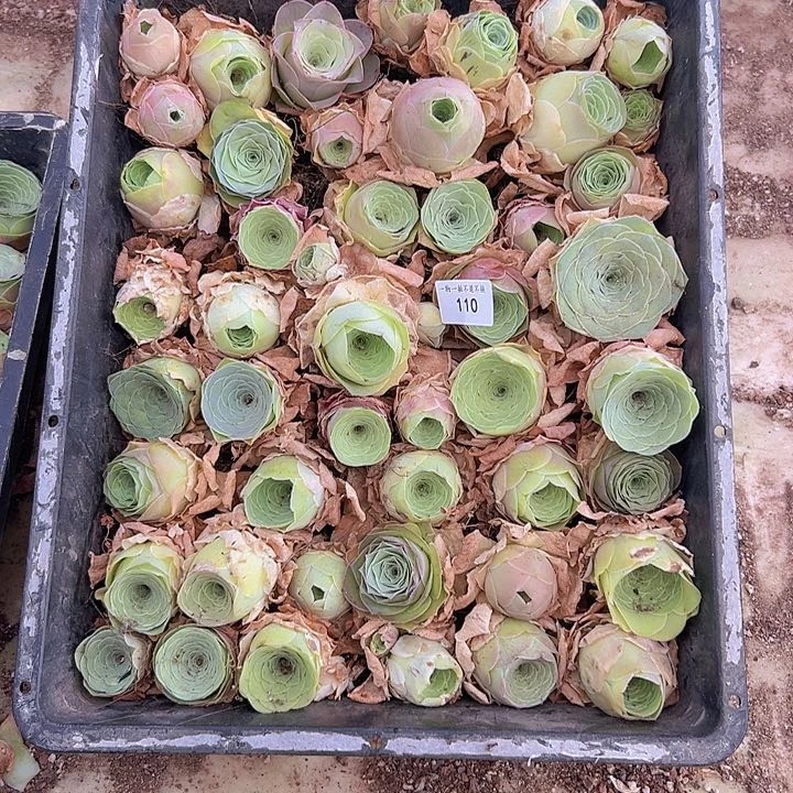 山地玫瑰多肉植物山地110