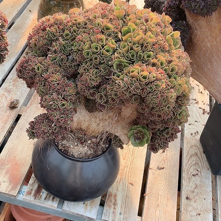 玫瑰朵朵脱土发货啊