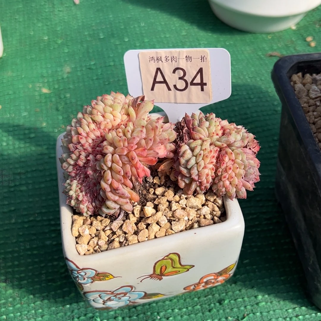 白胖子，，，，，，，，，，，，，，，，