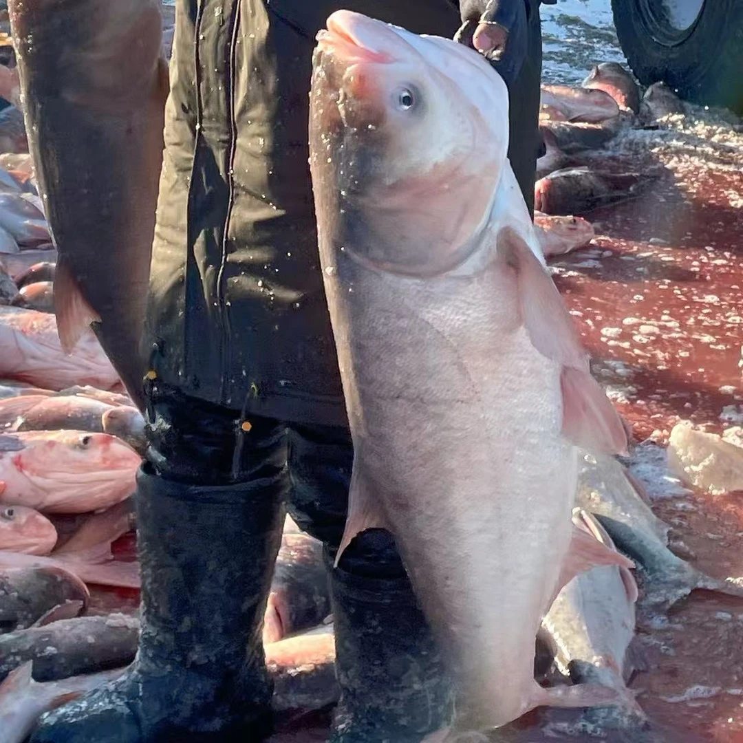 冷水野生胖头鱼包邮