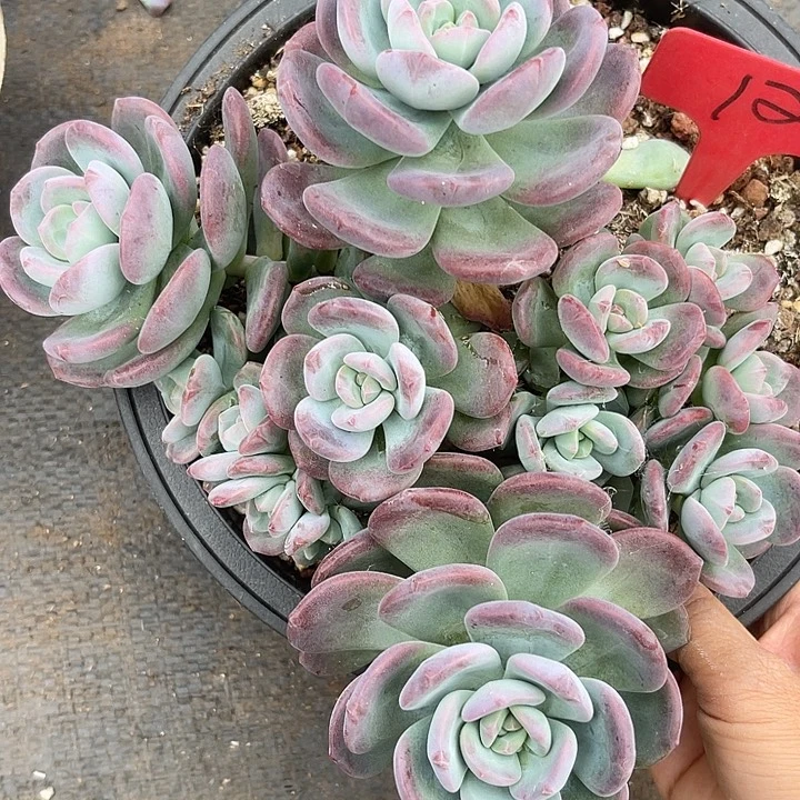 开播炸福利，好久不见12拉萨