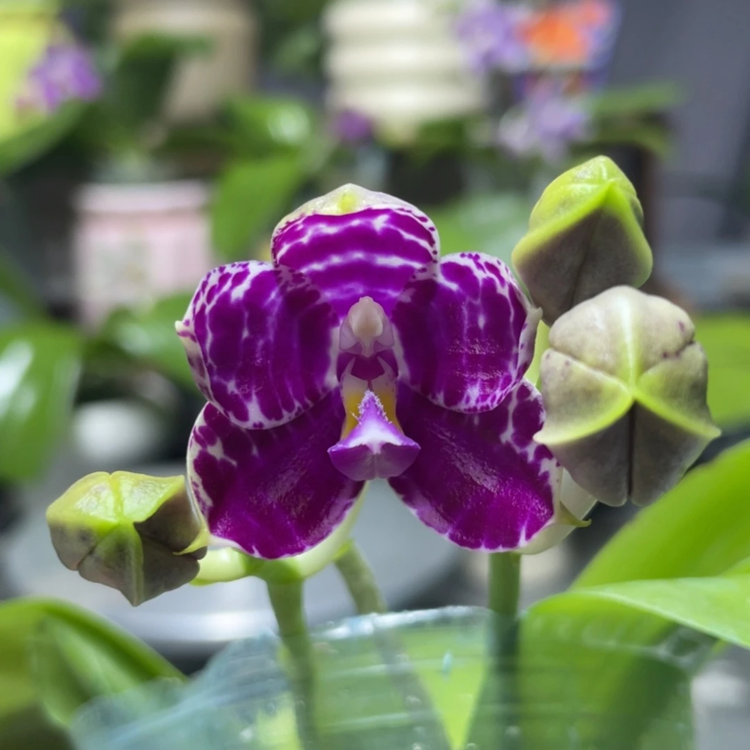 完全开放YW08，2.5杯开花株