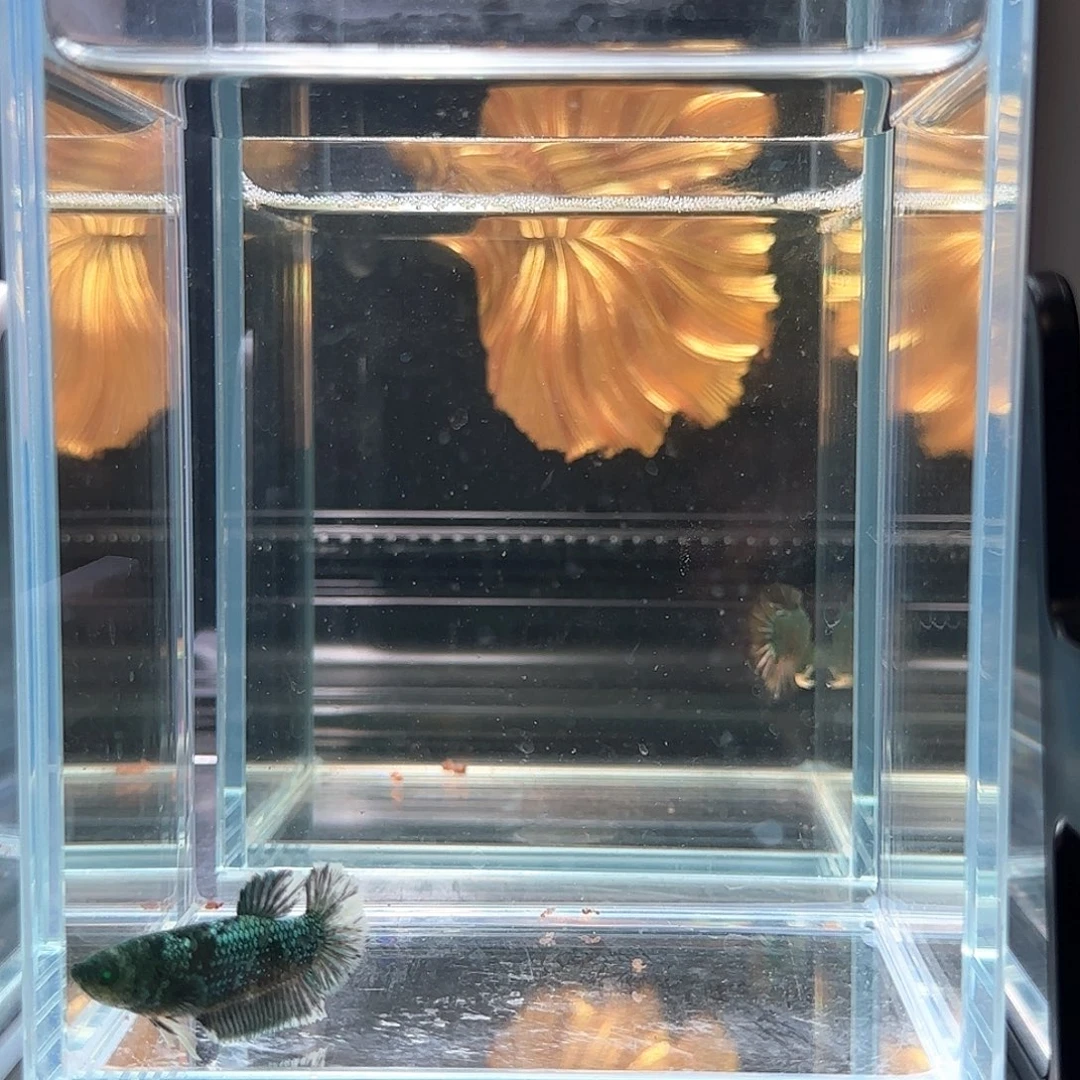 斗鱼活体观赏鱼好养耐活