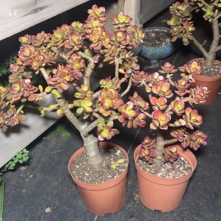 季红花月多肉植物681 8229