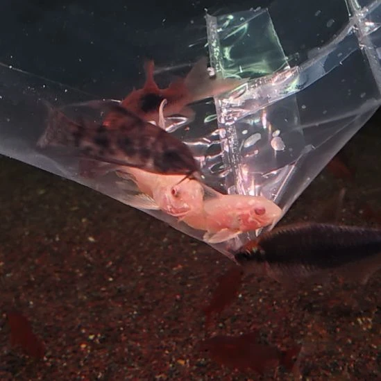 鼠鱼白鼠2/加花椒2青铜2！2.5/3  cm顺丰