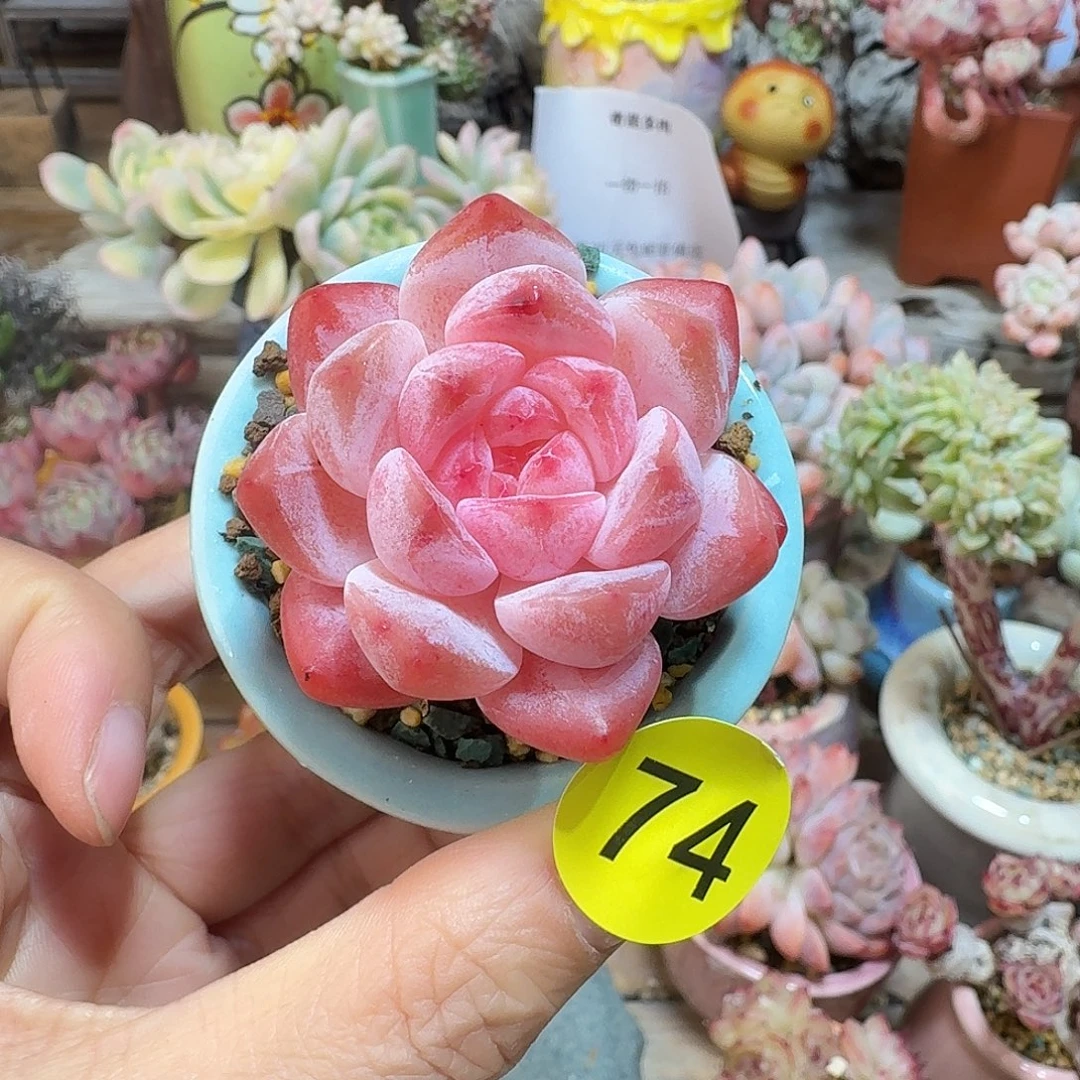 74 多肉含盆土30元包邮非偏远
