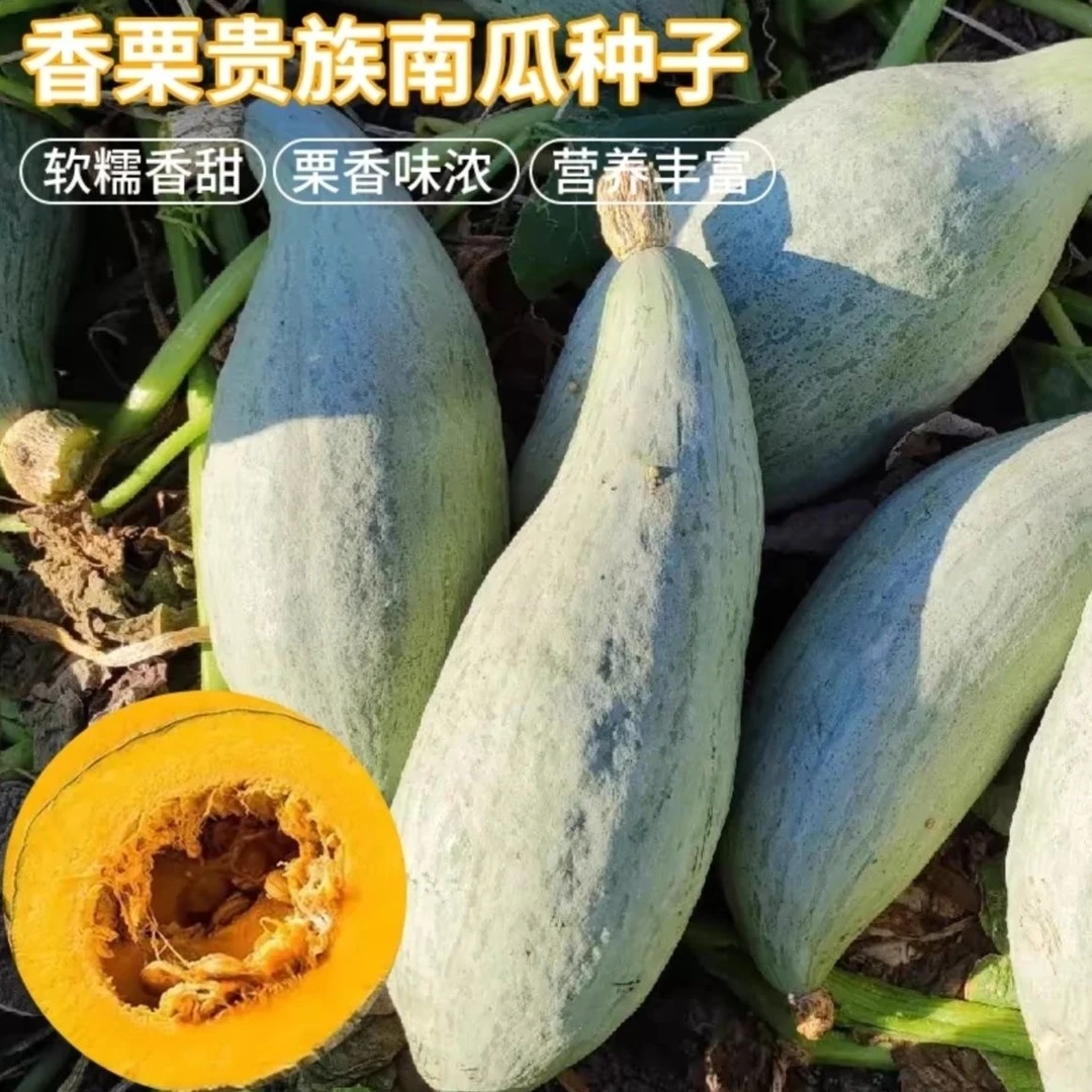 【冰糖蛋黄香南瓜种子】四季种植板栗味蔬菜香甜糯南瓜种籽