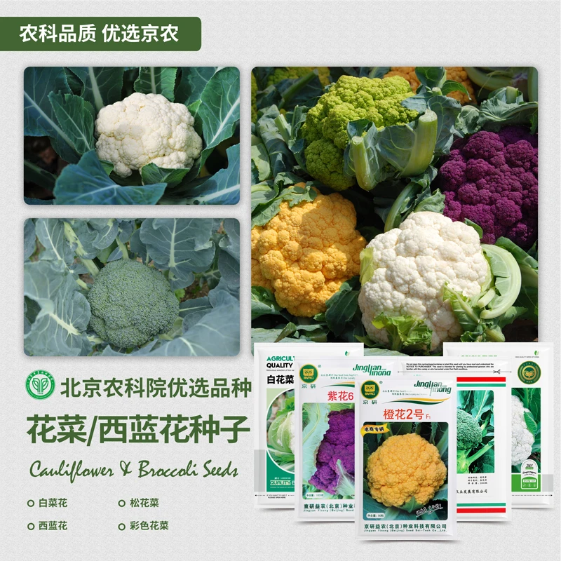 农科院菜花种子白花菜松花菜西兰蓝花紫菜花宝塔菜花椰菜蔬菜种籽
