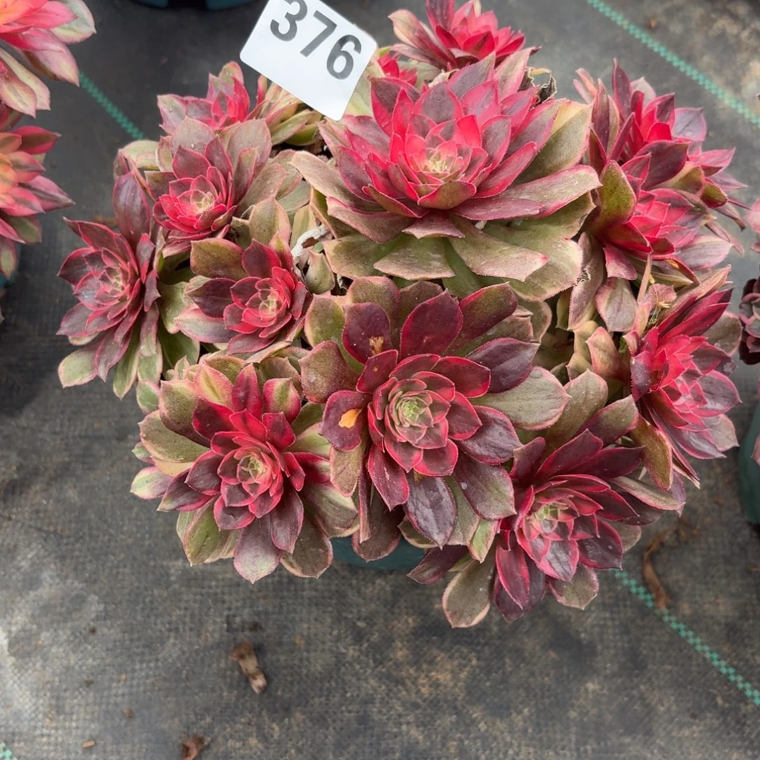 376黑膜锦多肉植物福利