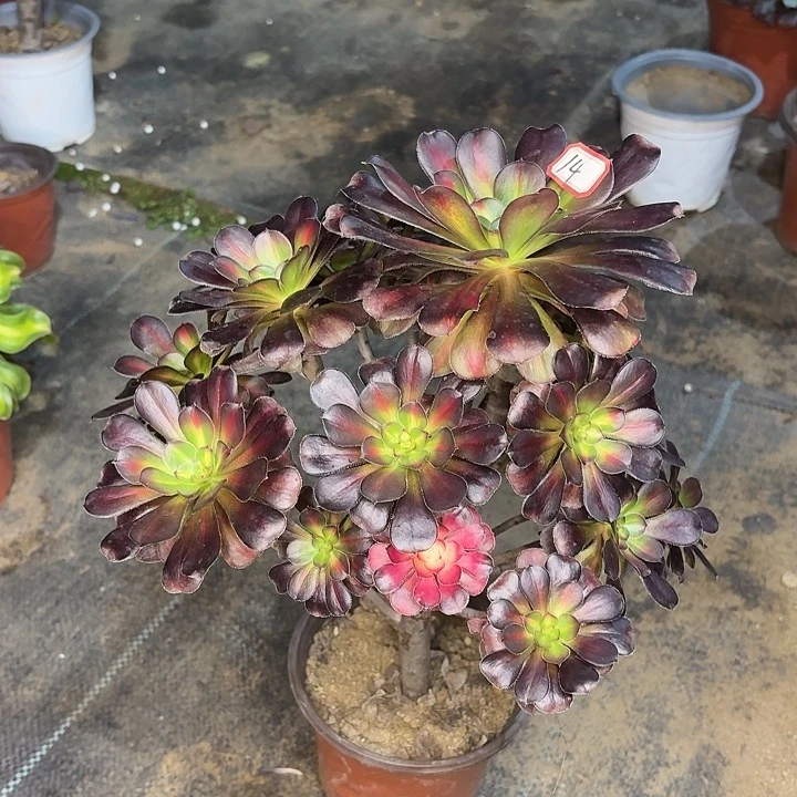 晚霞14多肉植物法师