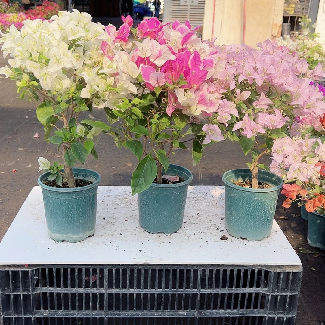 大部分花苞少量开放白雪公主，章红英，苹果花组合