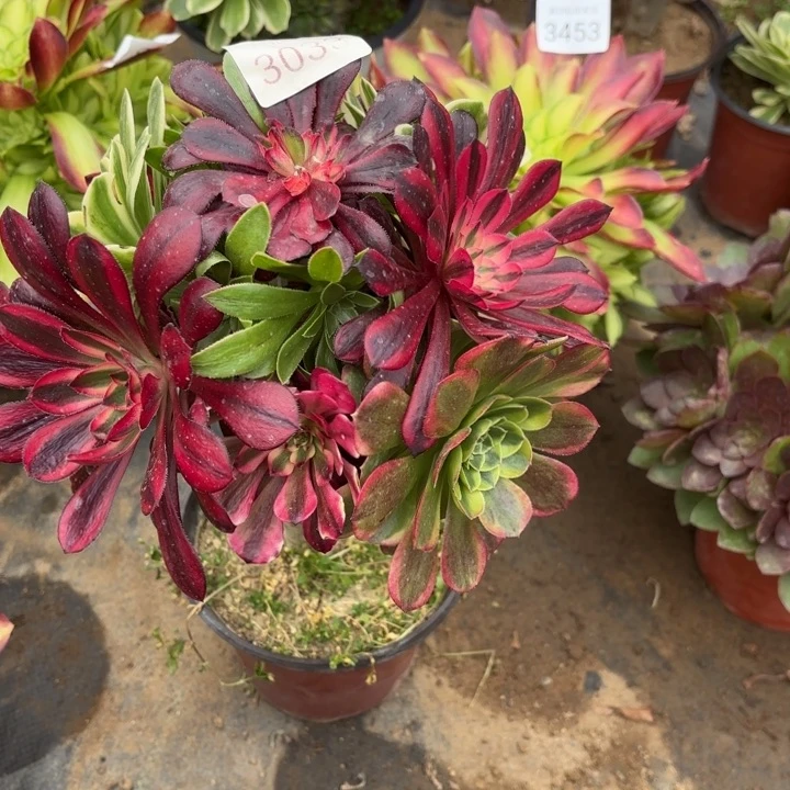 七彩树多肉法师3033