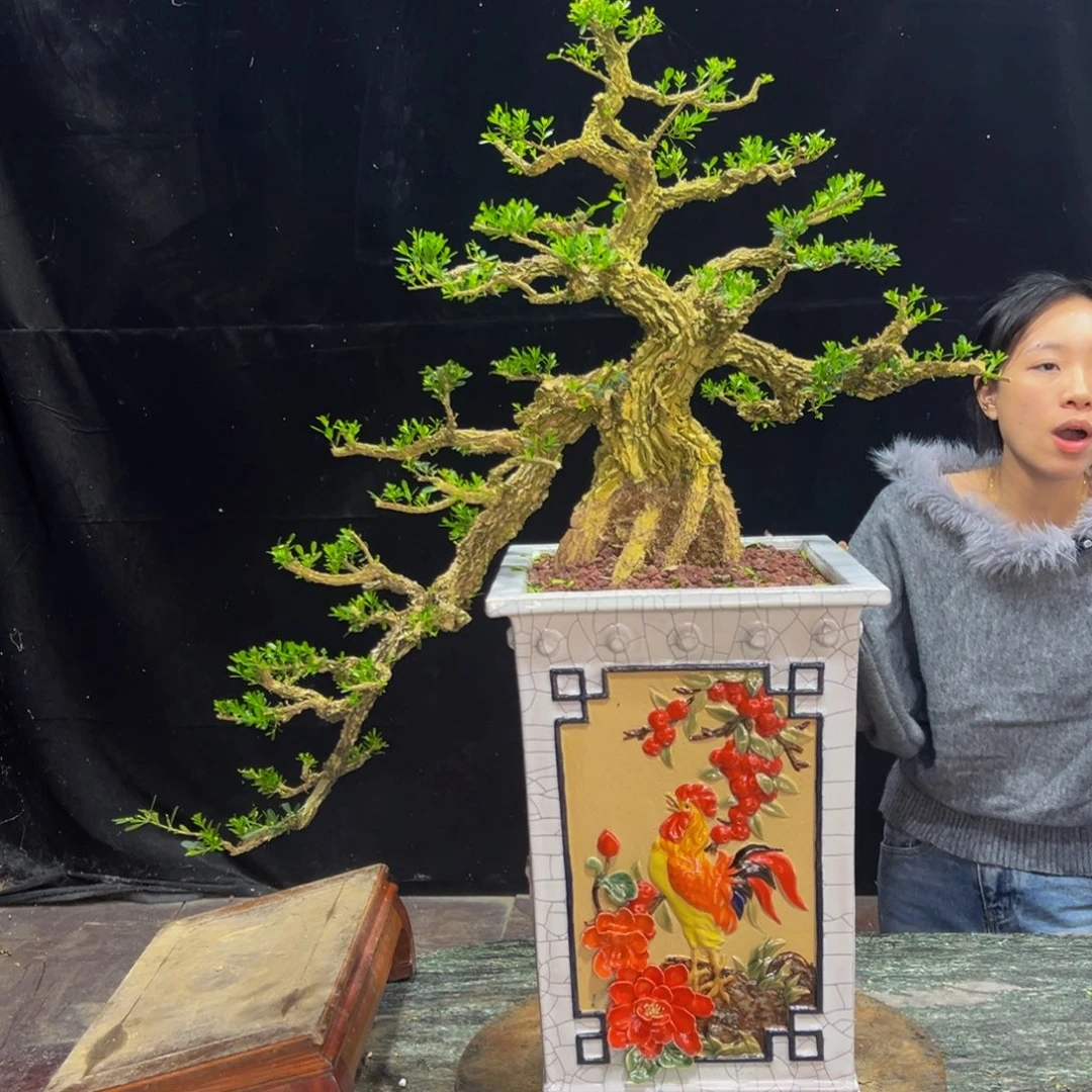 无花朵广东黄杨四季常青