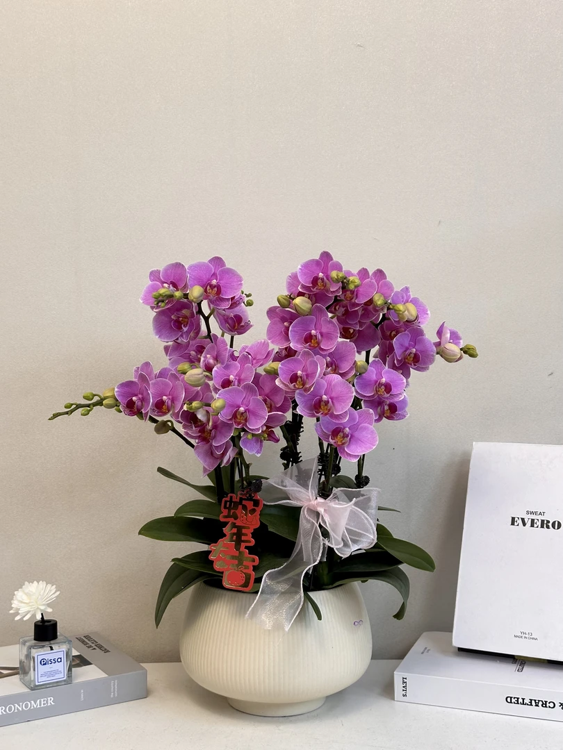蝴蝶兰年宵花【路德曼】真花 秋冬耐寒花卉 四季开花 多样性发货