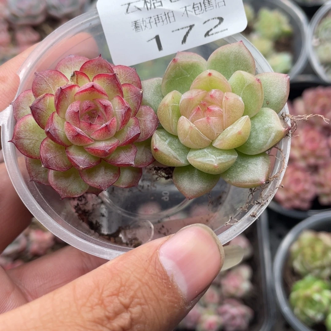 云糖心多肉植物172