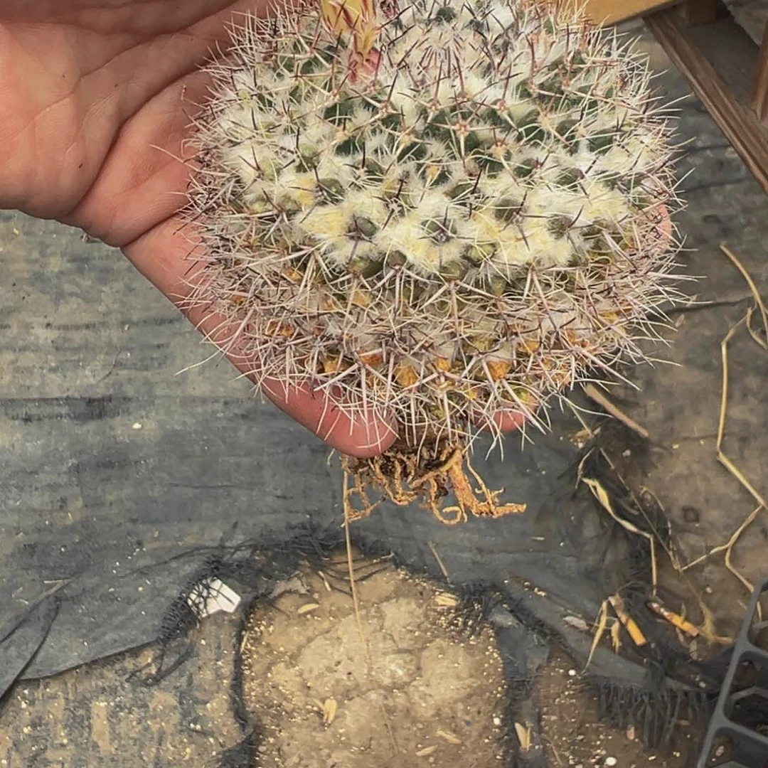 实生根荒凉丸多肉植物