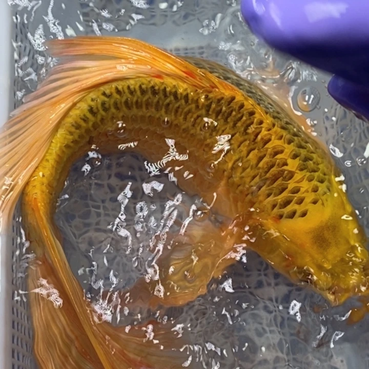 锦鲤冷水锦鲤包邮