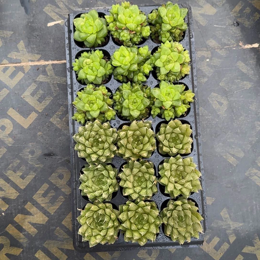 水晶玉露、琉璃玉露，各9颗