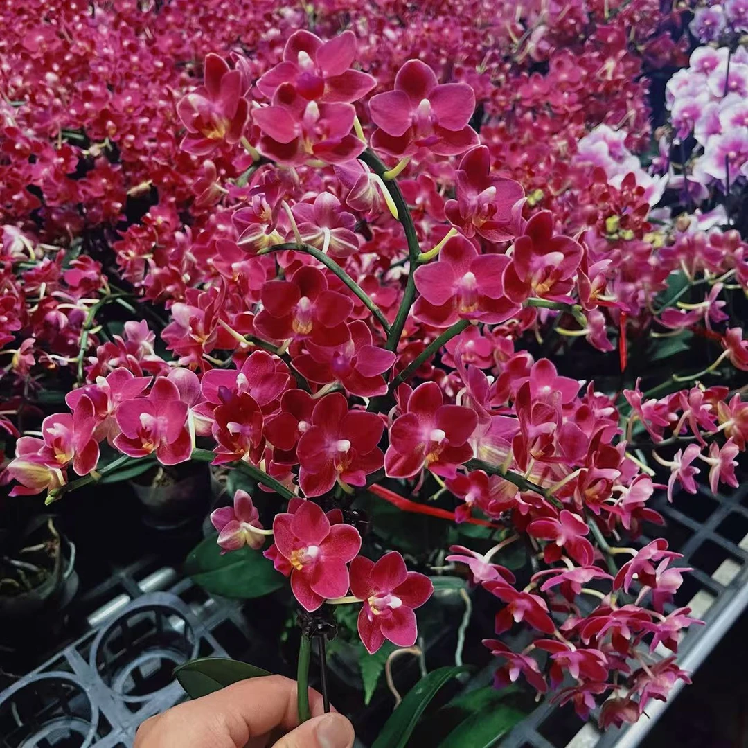 蝴蝶兰【香妃】带花发货 室内花花 懒人好养 广州基地直发