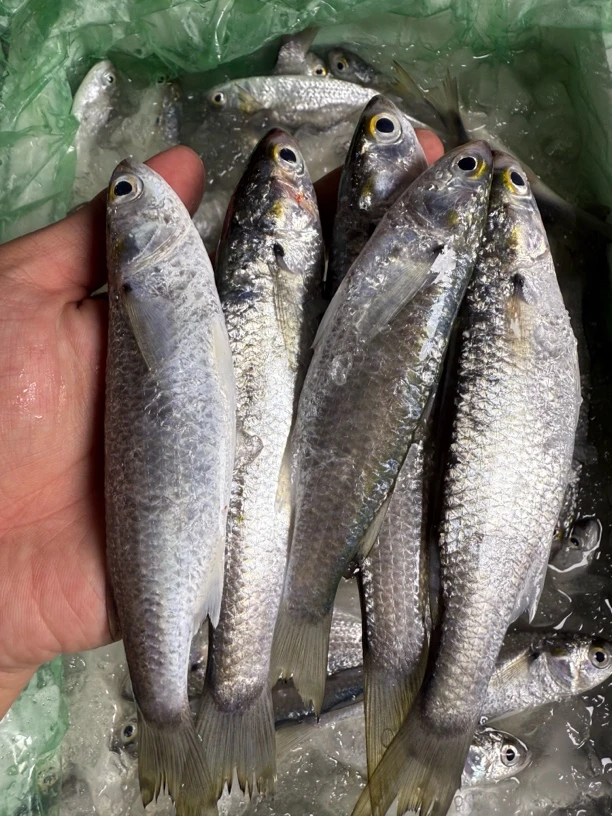 广东湛江天然野生海鱼白条 虫鱼 3斤（一斤10条左右）