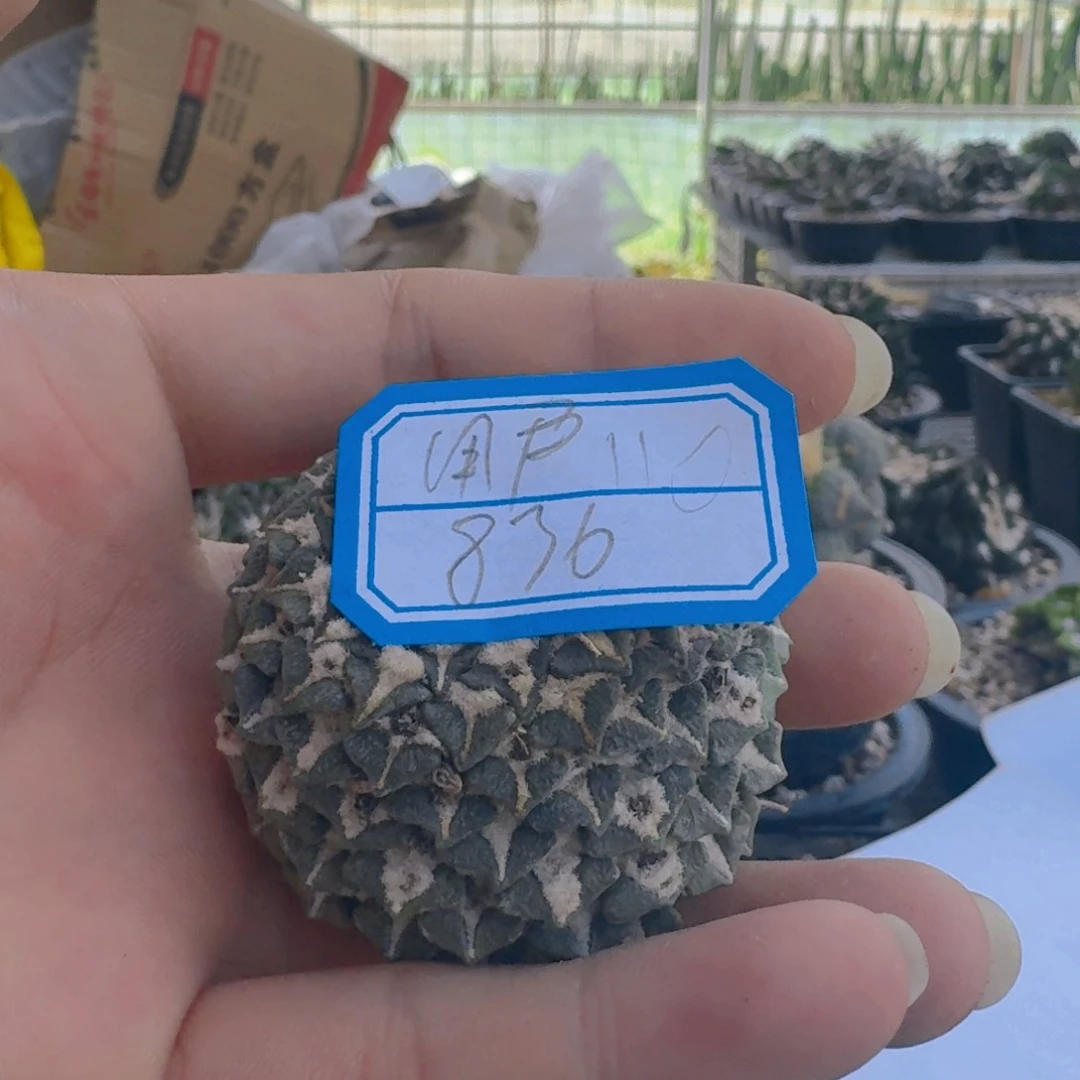 用****6仙人球开花一个