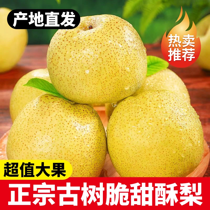 【2025现摘】河北有机酥梨  皮薄多汁新鲜直达汁水充盈脆甜如蜜A6