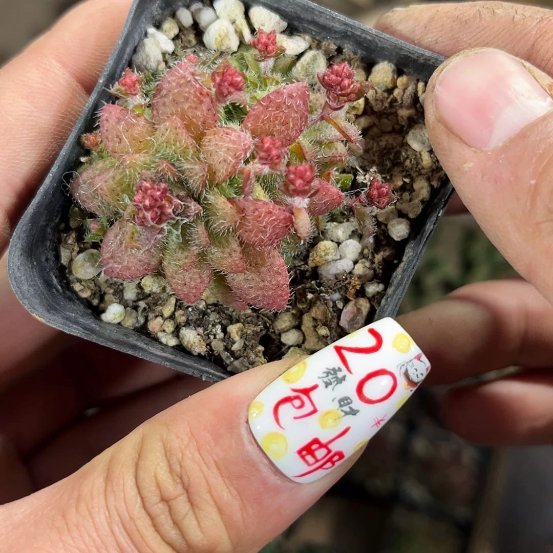 毛海星单头发货有根发货