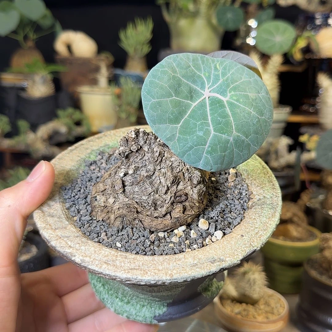 一物一拍老家一叶龟24