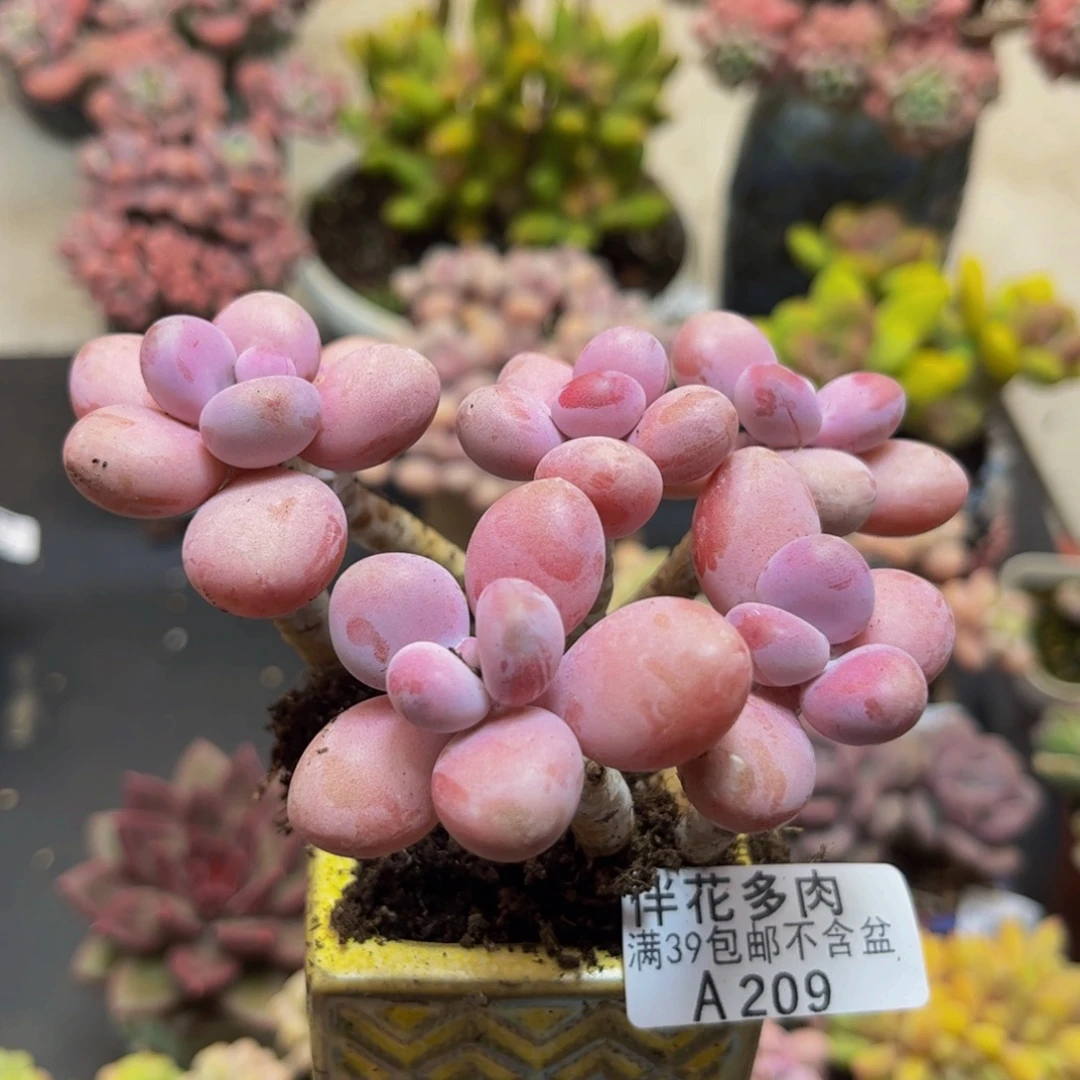 209糖果桃蛋10cm多肉