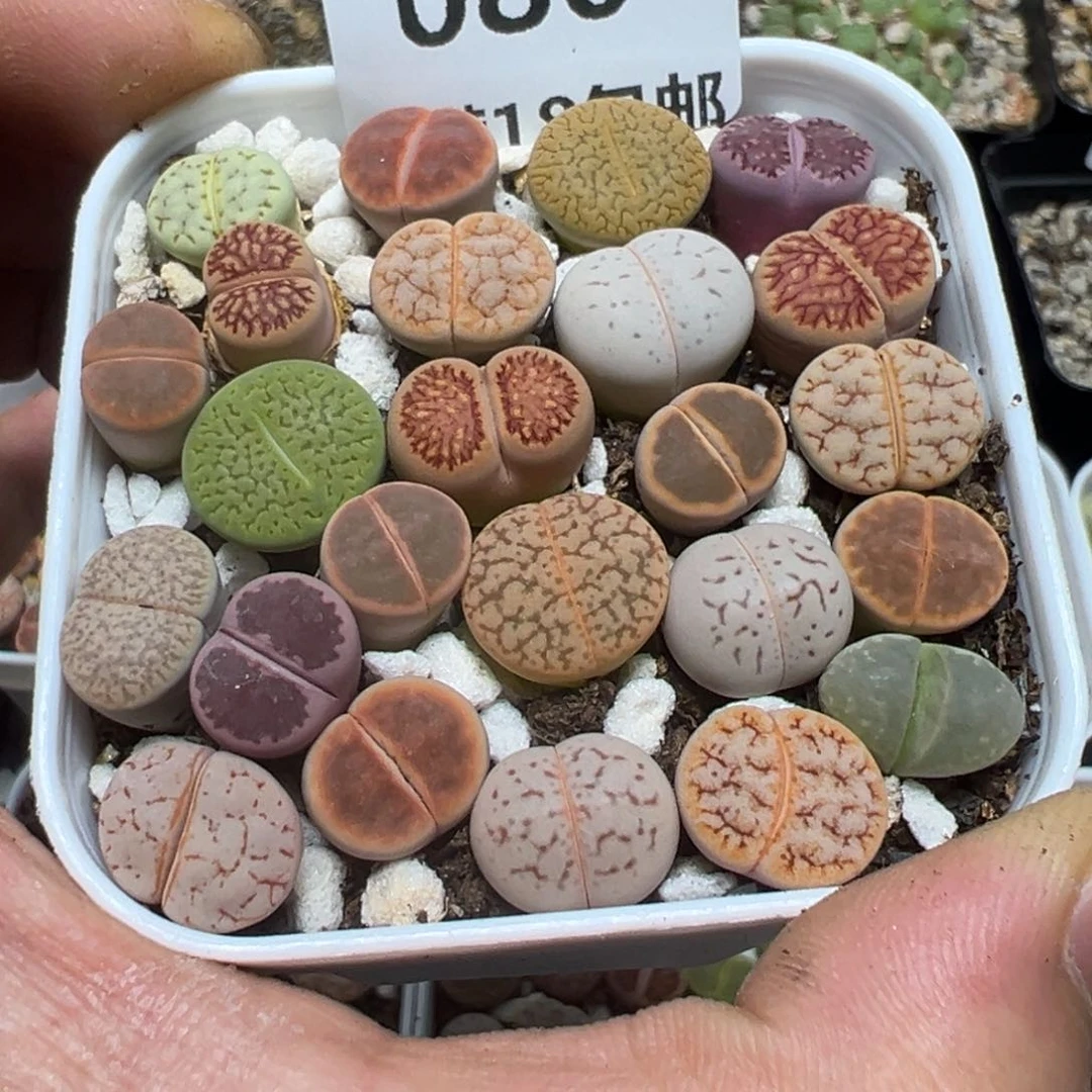 【闪购商品】 080。
