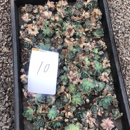 翡翠塔，碧绿碧绿的10号