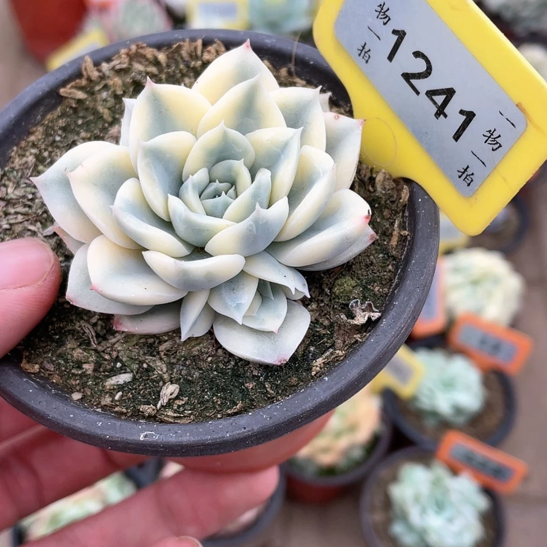 【闪购商品】1241号