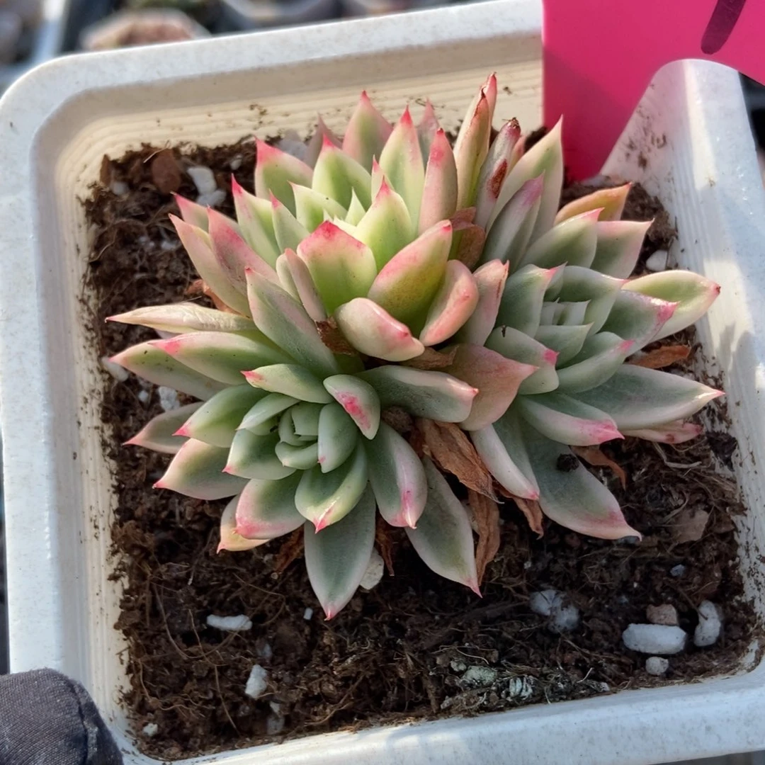 104蝴蝶飞锦多肉植物