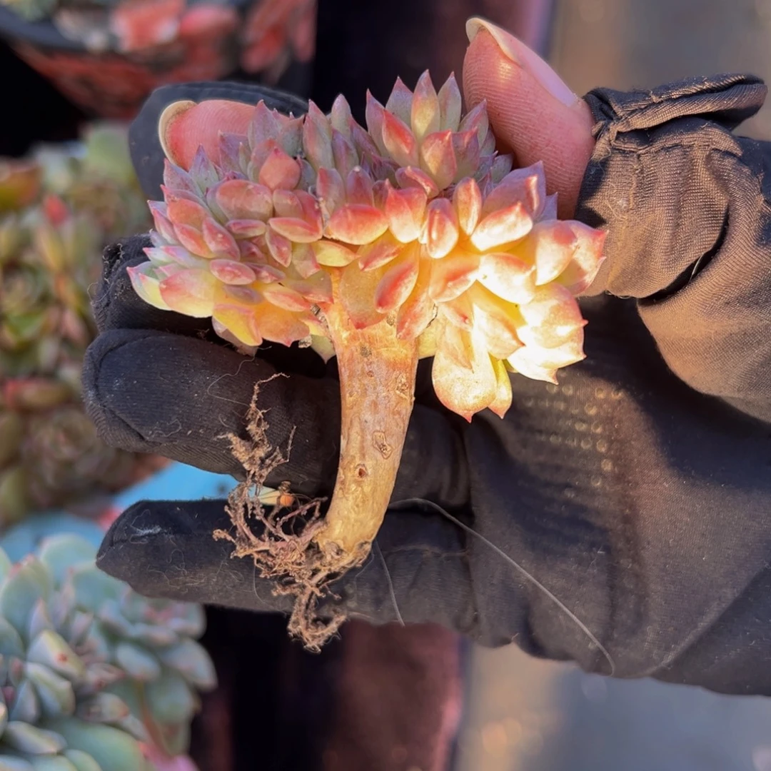 车厘子冰魄缀微瑕