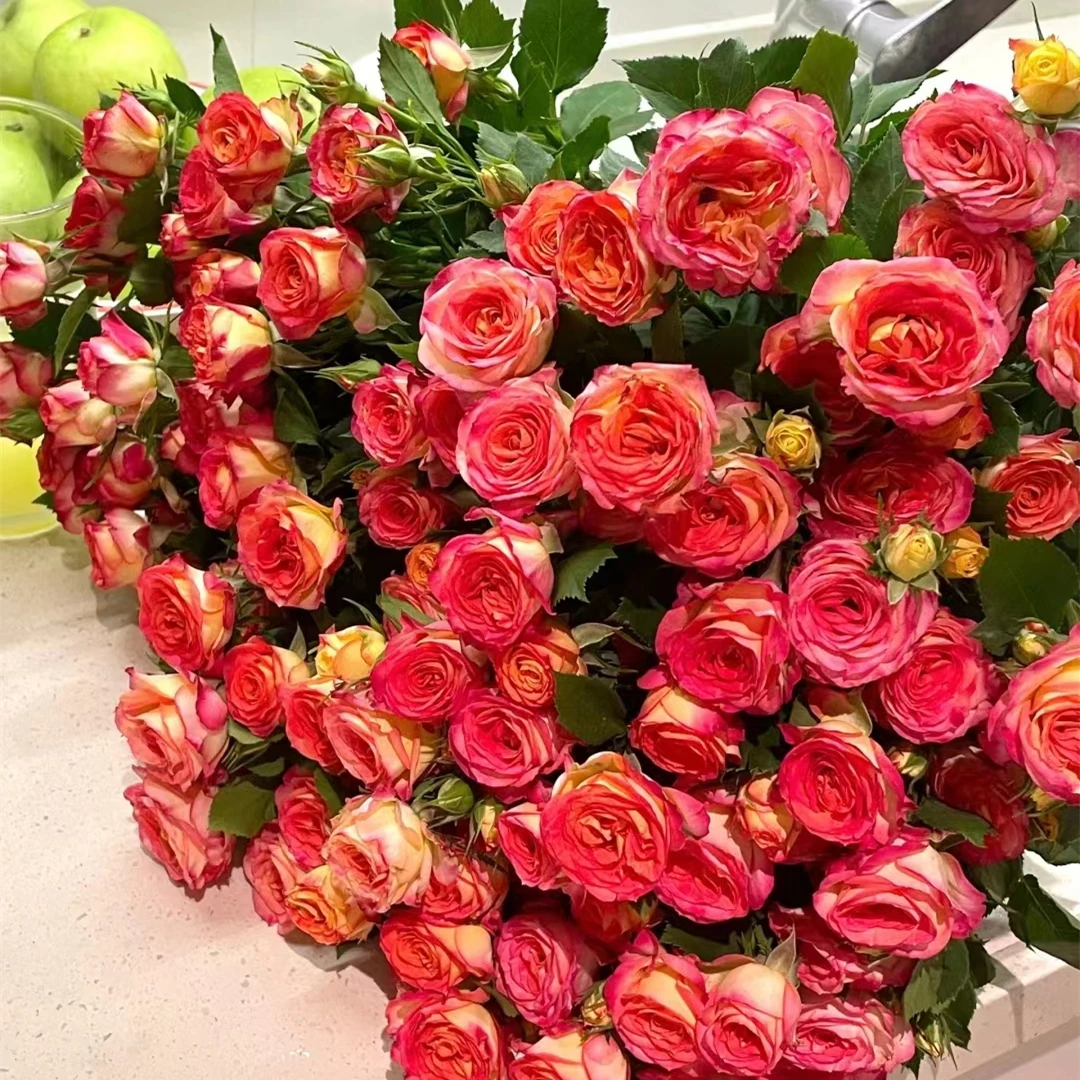 抢『爱丽丝玫瑰5枝』多头玫瑰 全场任意满两单及以上鲜花 顺丰包邮发货 送花瓶一个