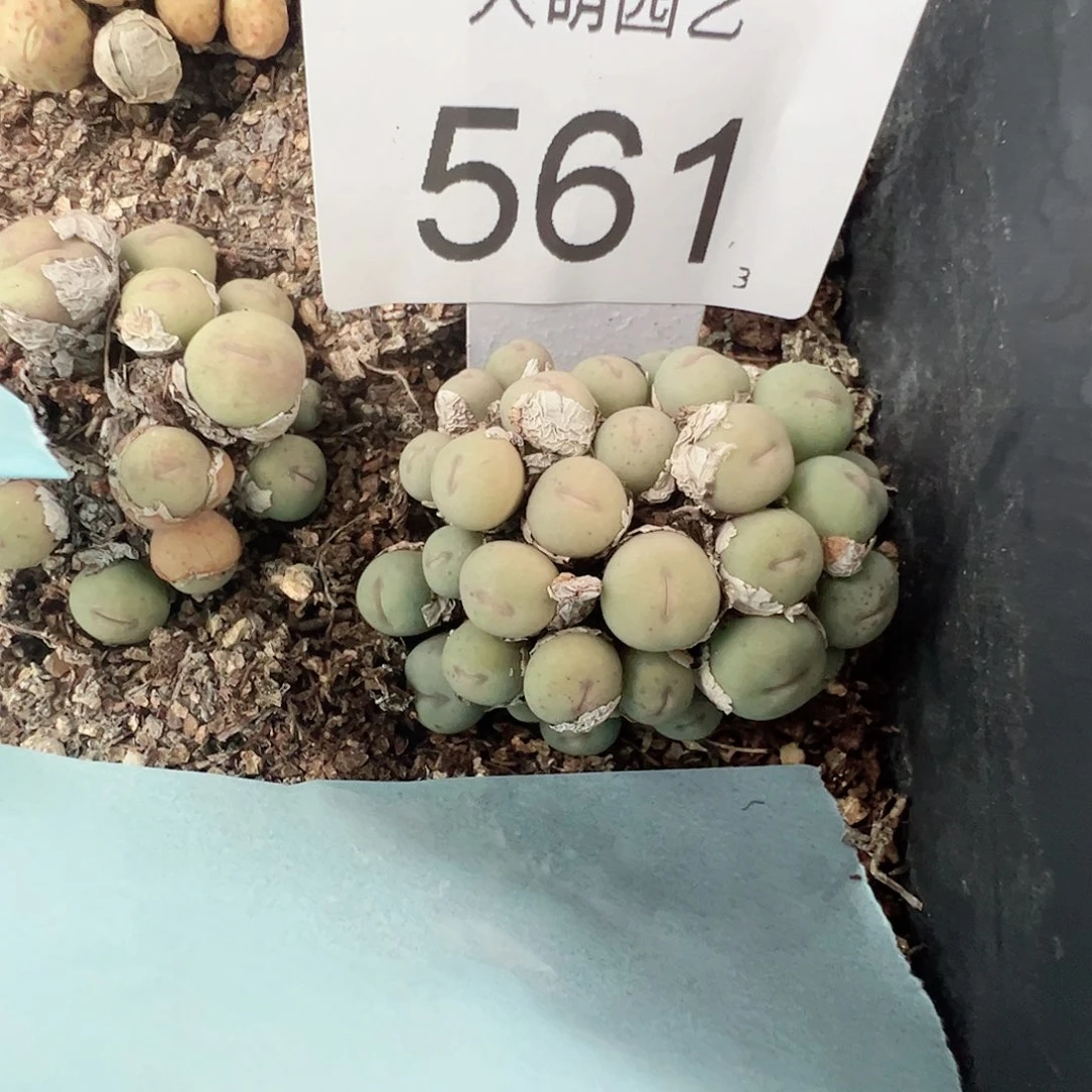 0000561 一物一拍脱土发……