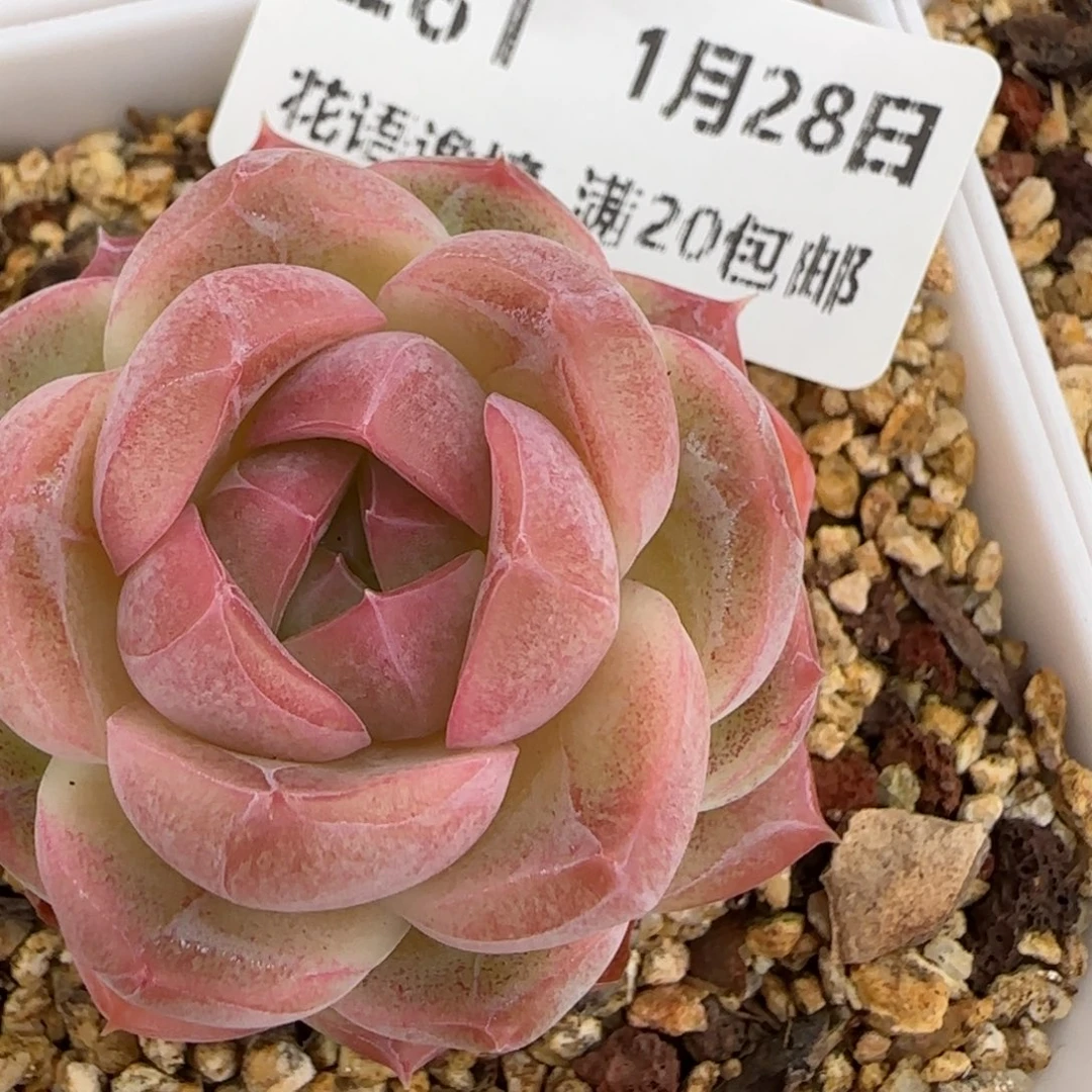 花语逸镜0128-281