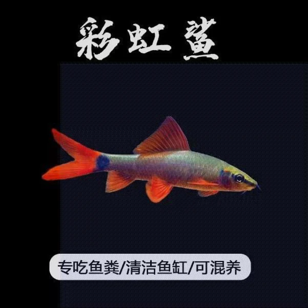 彩虹鲨清道夫1条 （福不包路损）